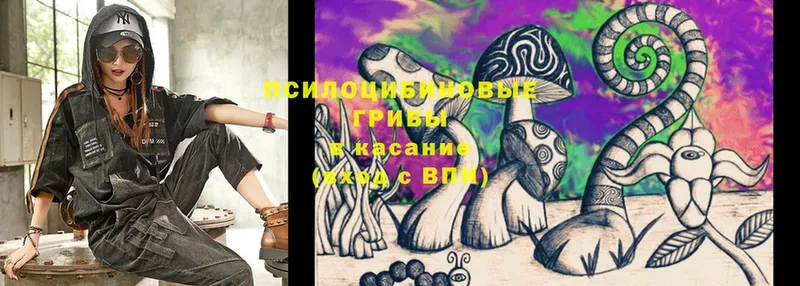 Псилоцибиновые грибы Cubensis  Змеиногорск 